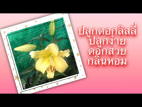 วีดีโอ: ดอกลิลลี่ - การปลูกและดูแลดอกไม้จักรพรรดิ์