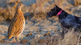 Sezonun Son Avlari Derleme Vi̇deosu. Bildircin Avi. Quail Hunt Season 2025