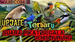 Suara pikat segala jenis burung kecil//paling ampuh part 2