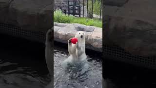 Polar Bear Siku with Ball Feeder