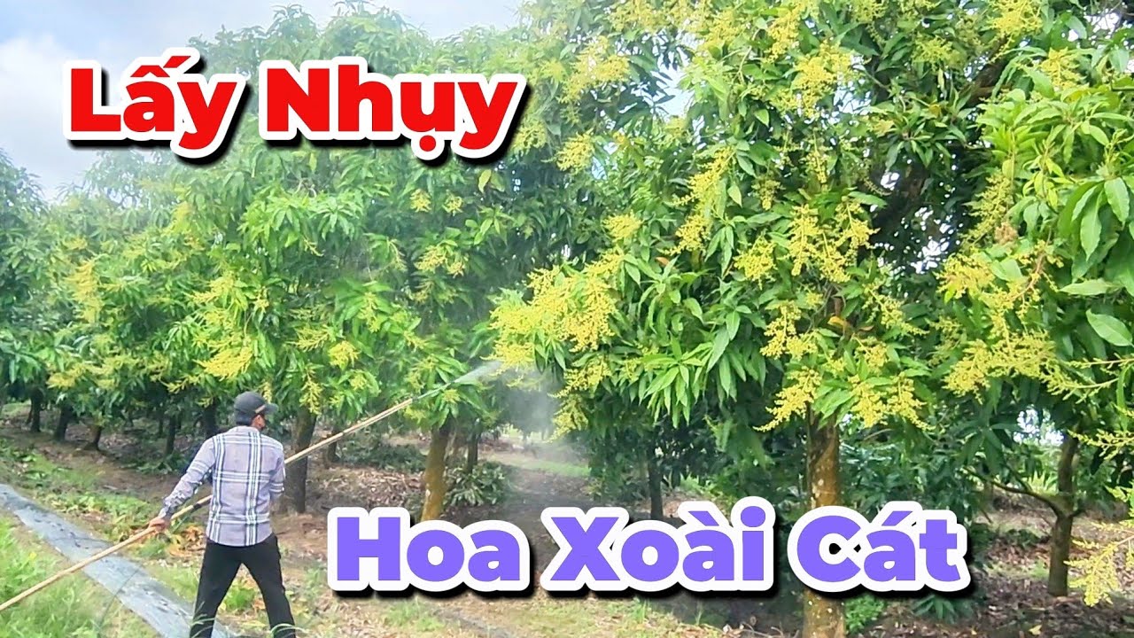 Cữ thuốc quan trọng giai đoạn hoa |Gốc Cù Lao| #0986289491 #gocculao 