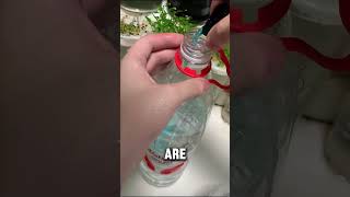 How To Plant Seeds With Water Gel Beads Orbeez