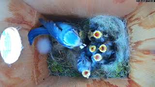A Nest Box Story  41 Days in 3 Minutes