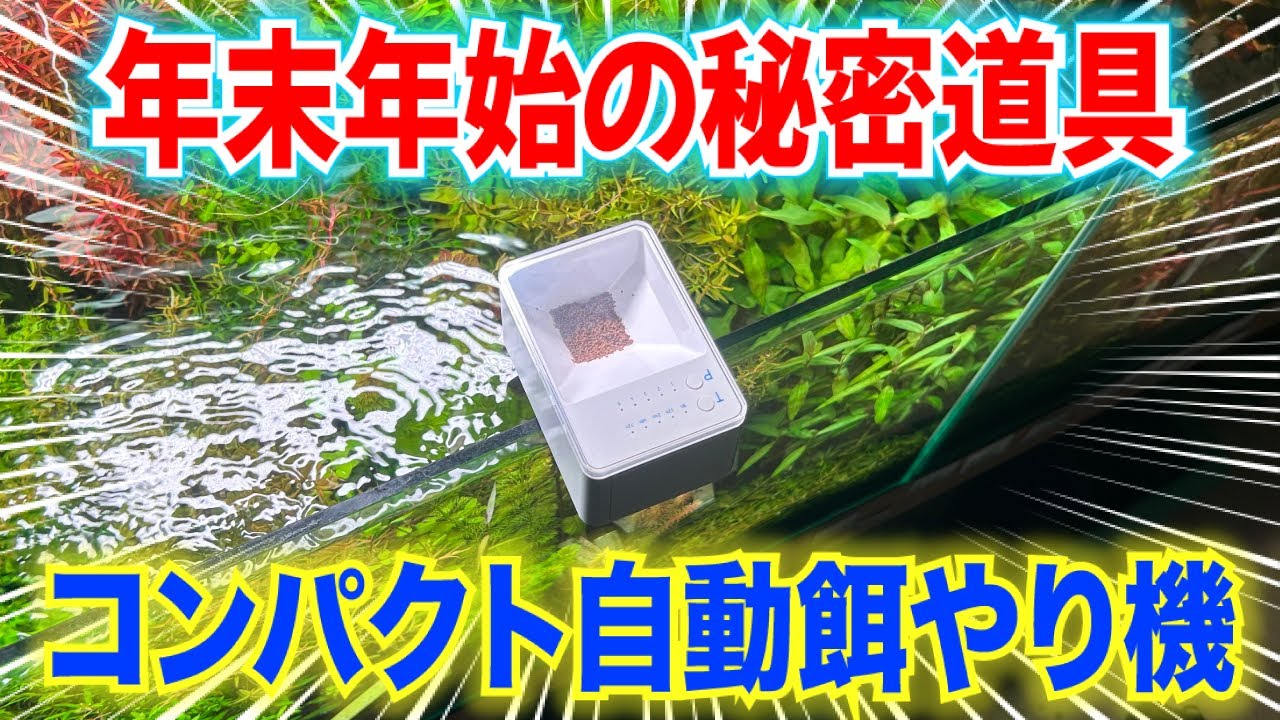 水槽の自動給餌器】熱帯魚の餌やりをタイマー予約！旅行に便利