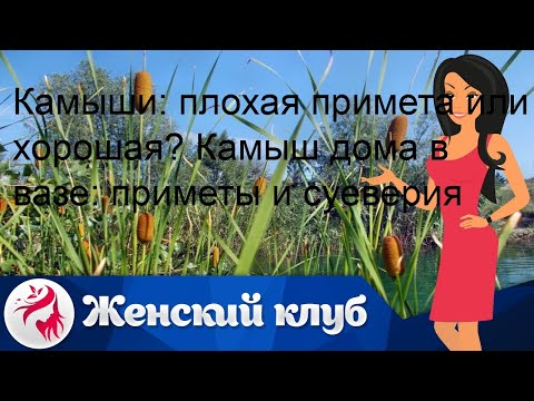 Камыши: плохая примета или хорошая? Камыш дома в вазе: приметы и суеверия