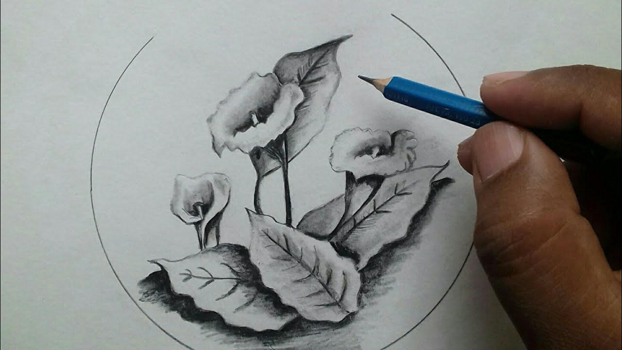 45 Beautiful Flower Drawings and Realistic Color Pencil Drawings, drawn  flowers HD wallpaper | Pxfuel