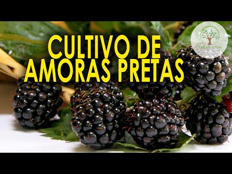 Vídeo: Erva Amorosa - Como Cultivar Amoras