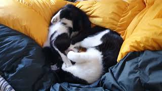 Jingels (white) and Bells (black) play on a sleeping bag.