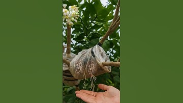 Air Layering a Grapefruit Tree Branch for Fast Propagation | Easy Garden Method #farminglife