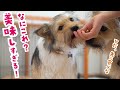 パパの手づくりごはんを初めて食べた子犬の食いっぷりが可愛すぎた