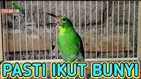 cucak ijo bonyok gacor, pancingan cucak ijo bahan pasti nyaut bunyi gacor