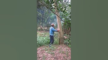 Cưa cây tràm to #shorts #cưacây