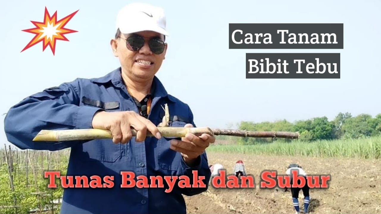 Cara menanam Tebu..