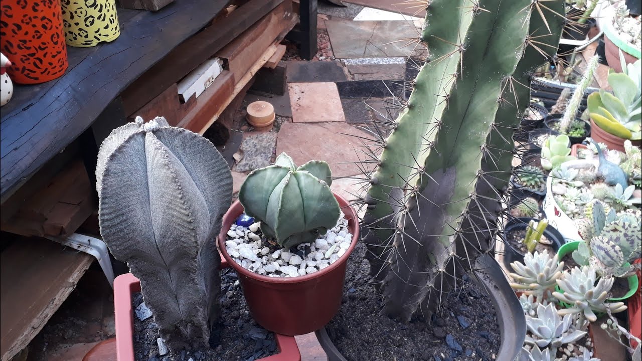 Astrophytum Ornatum/ + Myriostigma e Outros
