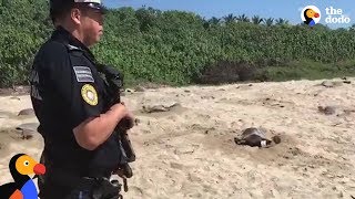 Hero Cop Protects Sea Turtles Laying Eggs On Beach The Dodo