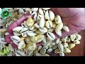 Peeli Kaudi Natural Yellow Kaudi Shells Peeli Kaudi Peeli Kauri PILI Cowrie Zero Size Jayherbs Peeli Kaudi Natural Yellow Kaudi Shells Peeli Kaudi Peeli Kauri PILI Cowrie Zero Size Jayherbs