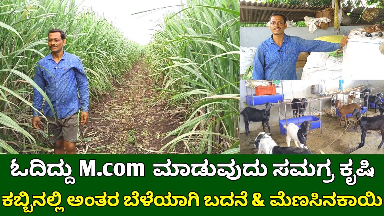 ಓದಿದ್ದು M.com ಮಾಡುವುದು ಸಮಗ್ರ ಕೃಷಿ | ಕಬ್ಬಿನಲ್ಲಿ ಅಂತರ ಬೆಳೆ | integrated farming | sugarcane farming