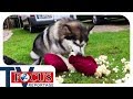 Problemhusky - Ein Fall für den Hundetrainer | Focus TV Reportage