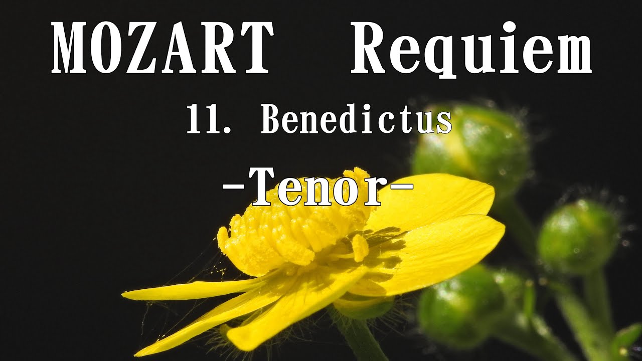 モーツァルト 「レクイエム」より 11. Benedictus テノール MOZART, Requiem K626 Tenor YouTube