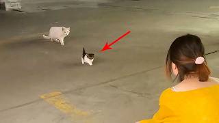 “Keep moving forward, don't look back!” "With a heavy heart, mom cat still brought her kitten to me