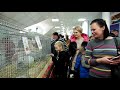 Первая международная выставка породного кролиководства в Республики Казахстан г Шымкент