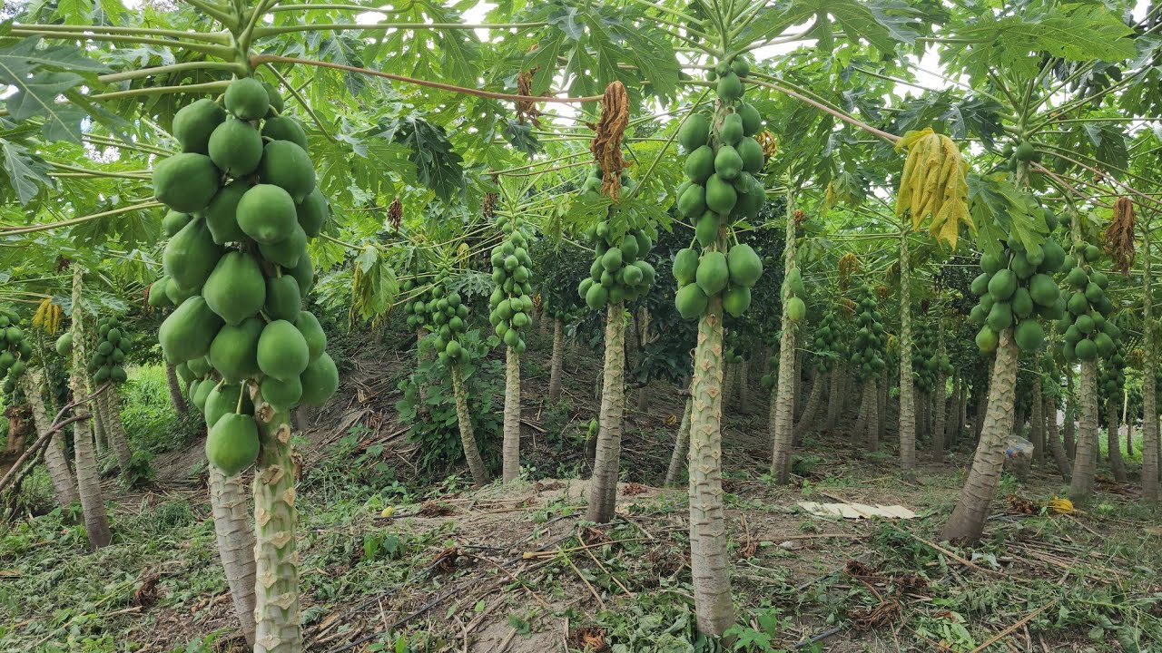 Finca de café y frutales en el salvador 