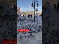 #hijab #love #live #madina #islamicholycities #makkah #duet #madinekibaatein #makkahmadina #madinah