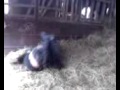 Видео0046