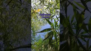Helicopter Caught On Camera Flying Over Cannabis Plants Shocking Discovery Resimi