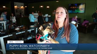 Chester rescue group hosts 'Puppy Bowl' watch party featuring 4 celebrity dogs