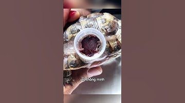 Bác sĩ đã cứu sống chú rùa bị tổn thương ở mai #shorts
