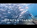 DJI OSMO ACTION // SCUBA DIVING // SIPADAN ISLAND