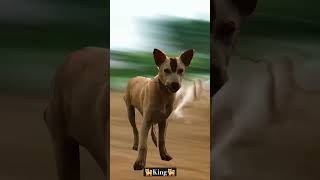 king Dogs