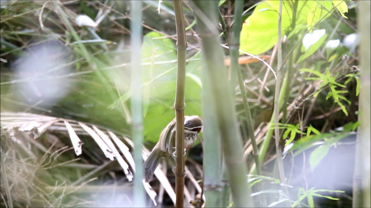 小彎嘴畫眉鳥 Pomatorhinus musicus