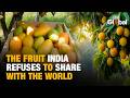 India Grows Half the World's Mangoes | So Why Does Less Than 1% Ever Leave?