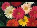 How to make beautiful flowers - gerbera paper flower
