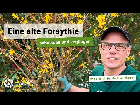 Video: Alte Forsythiensträucher verjüngen – wann und wie man eine Forsythie verjüngt