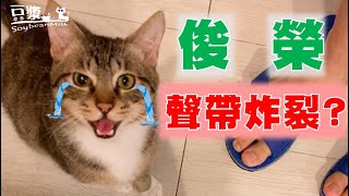 【SoybeanMilk Cat】Cat Vocal Cord Problem?!