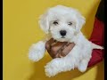 Cute maltese puppies dog lovers in uae funny dogs in uae cheapest puppies in uae
