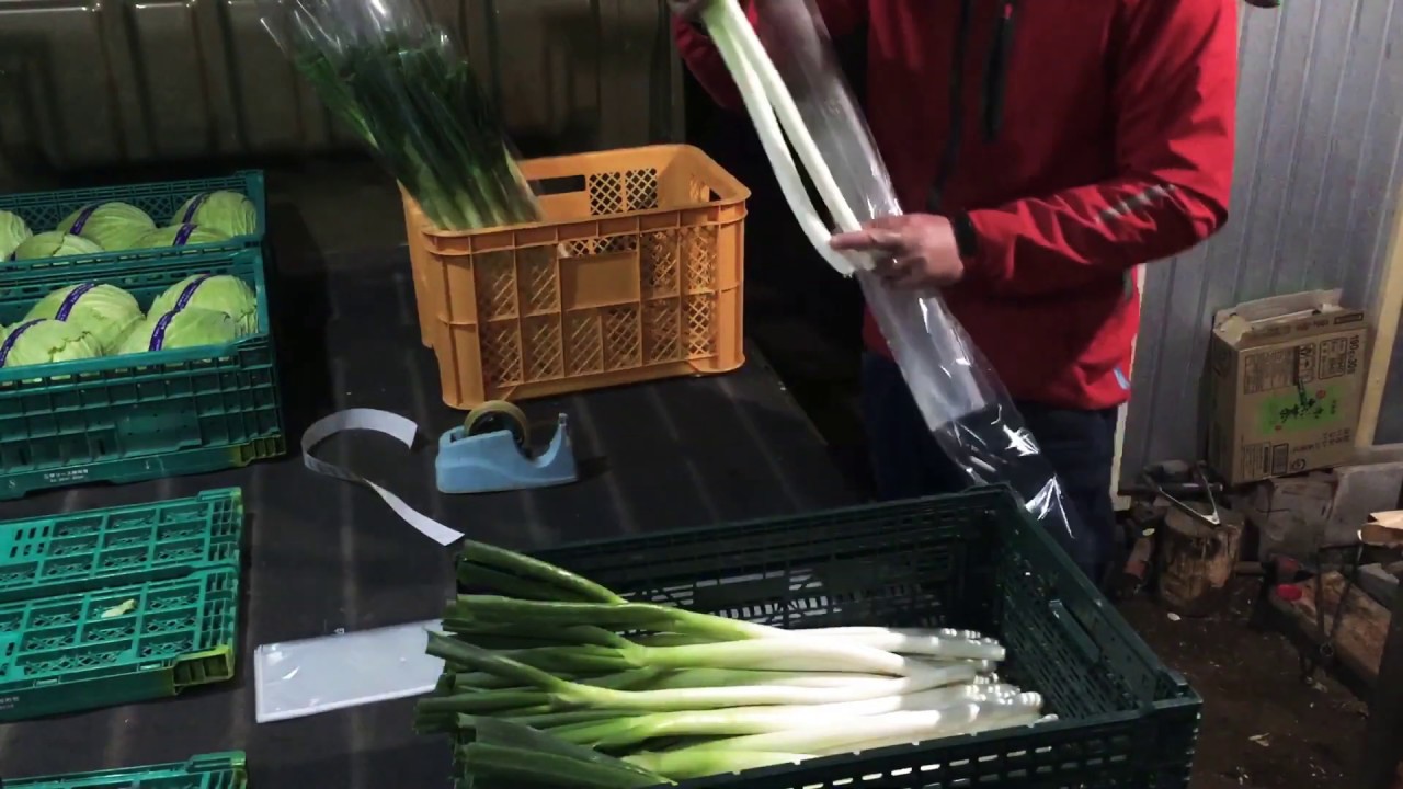 長ネギ 出荷調整