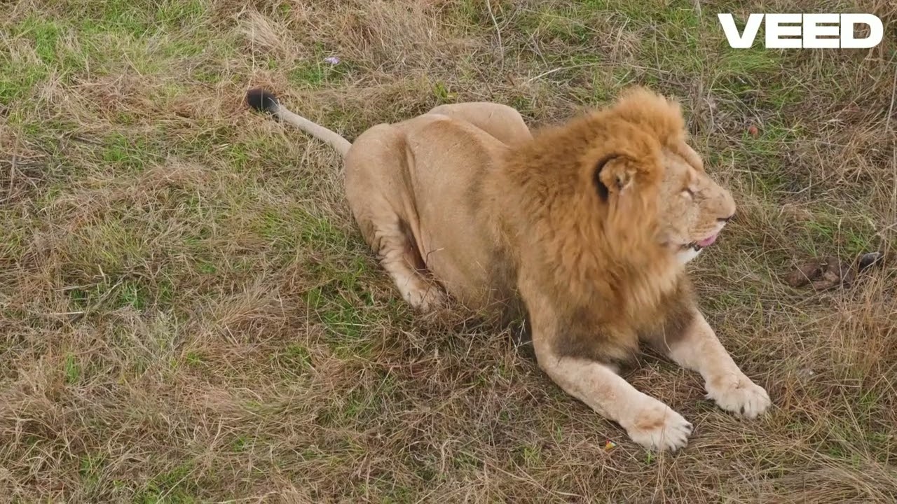 The Brave Little Explorer!