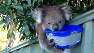Cute Thirsty Koala - More Water Please