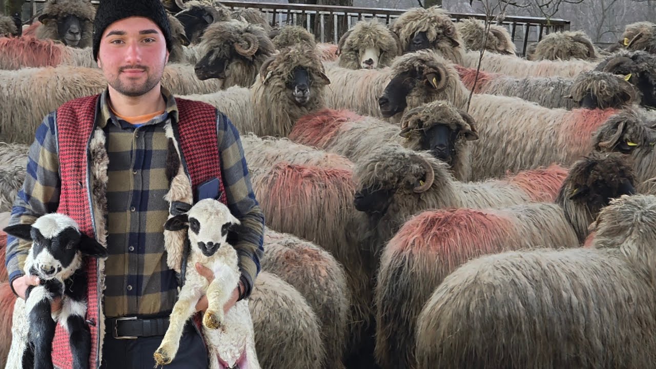 OILE TÂNĂRULUI PAUL POPOVICI DE LA VÂLCELELE BUNE, JUDEȚUL HUNEDOARA