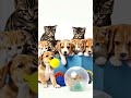Try Not to Melt Watching This Puppy-Kitten Squad 😍🐶🐱 #shorts