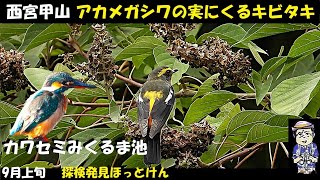 感動！アカメガシワでキビタキ、コサメビタキ！カワセミの奇襲！西宮の甲山で野鳥観察、2024年9月2日、うっちー探検発見ほっとけん、JapaneseWild Birds