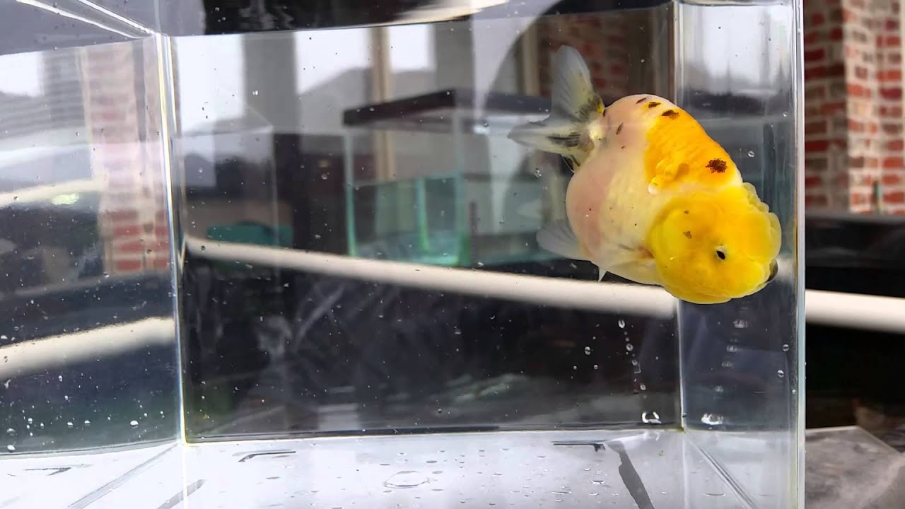 Calico ranchu baby bred by goldfishhub - YouTube