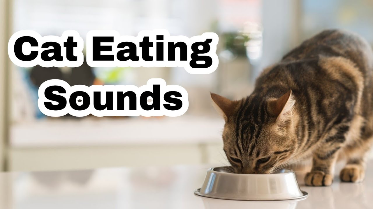 Cat Eating Sounds/Cat Eating Sound Effects/Music & Sound Effects. YouTube