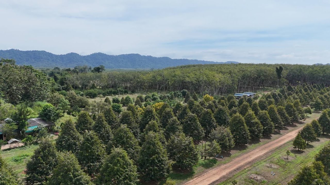 EP.182  สวนทุเรียน 55 ไร่ไร่ละ 1.2ลบ. อ.นายายอาม จ.จันทบุรี 095-435-4121 โอ๊ต