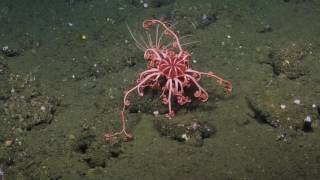 Beautiful Basket Stars | Nautilus Live