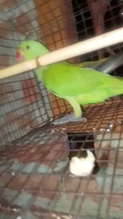 #dj Raka #Raka# Raka #remix #parrot #newsoon